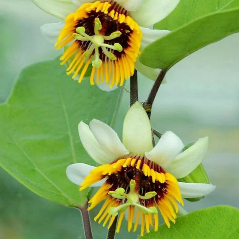 Yellow Passion Flower Vine Live Plant - 4-6 Inch Fragrant Passiflora