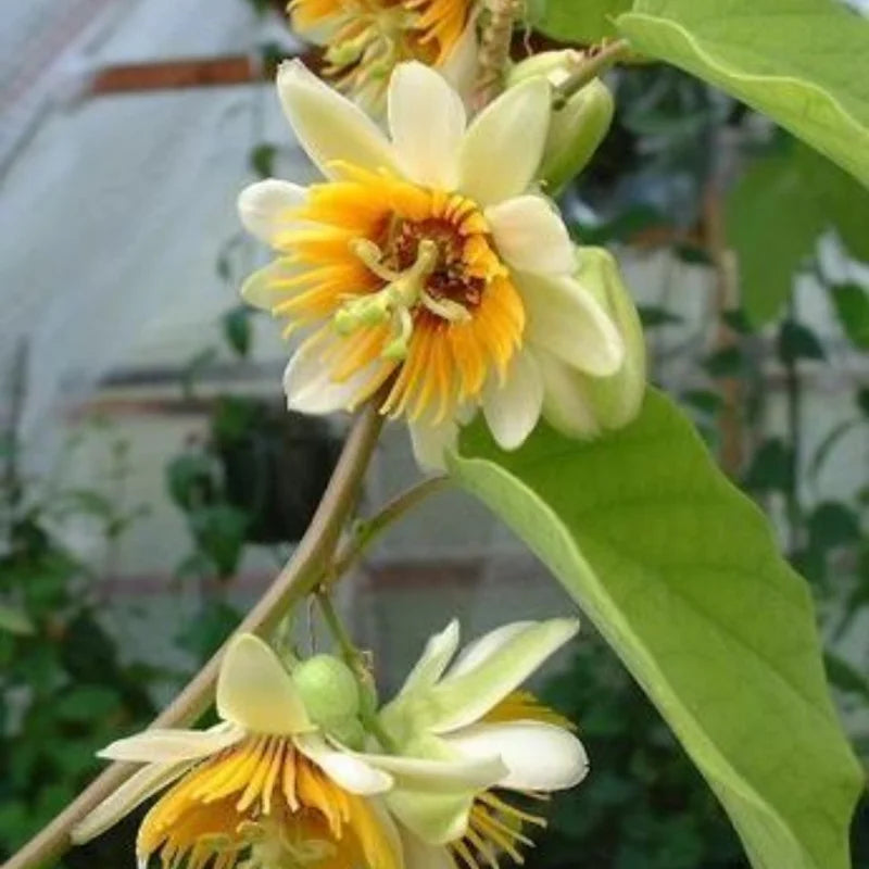 Yellow Passion Flower Vine Live Plant - 4-6 Inch Fragrant Passiflora