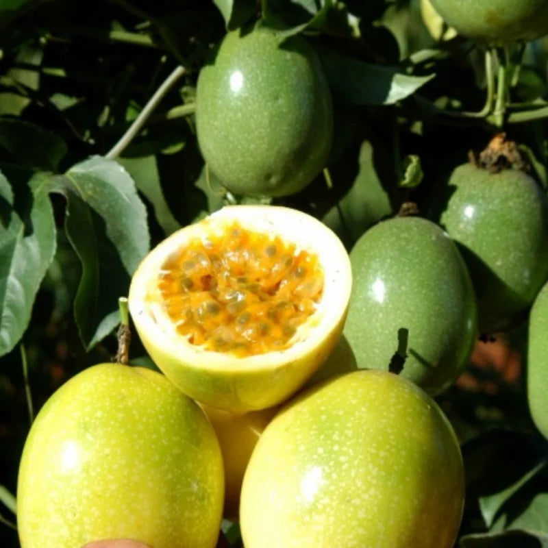 Yellow Passion Fruit Live Plant - Fruit Vine Starter Plant - 5-7 Inch - Garden Ready