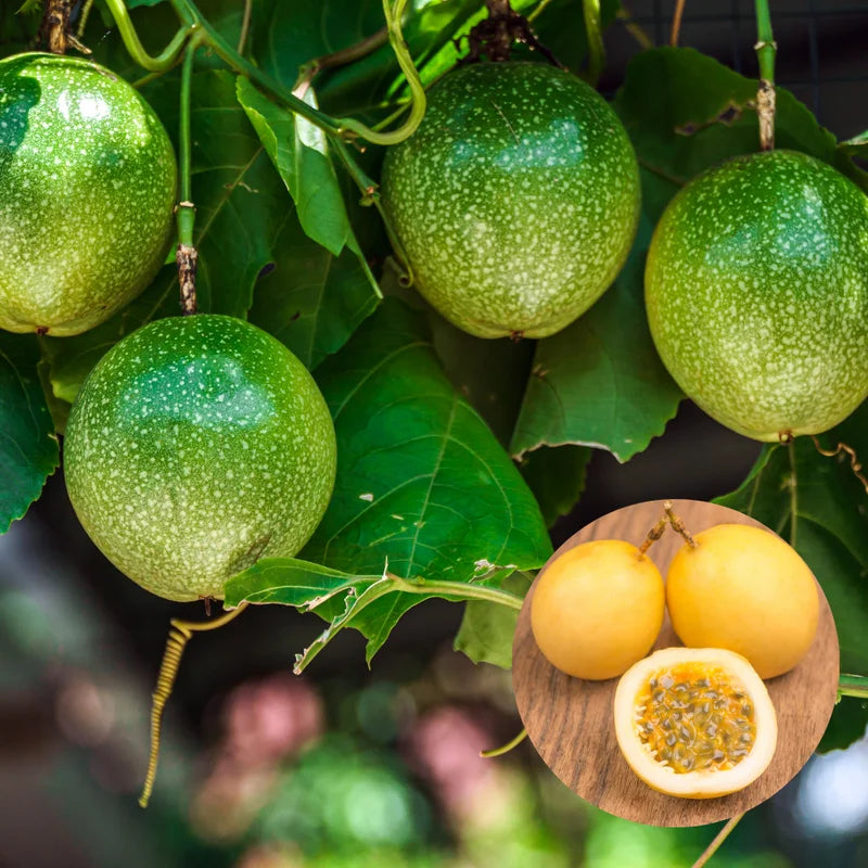 Yellow Passion Fruit Tree Live Plant - Edible Passionfruit Vine - 5-9 Inches