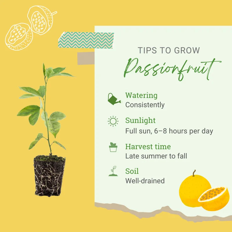 Yellow Passion Fruit Tree Live Plant - Edible Passionfruit Vine - 5-9 Inches