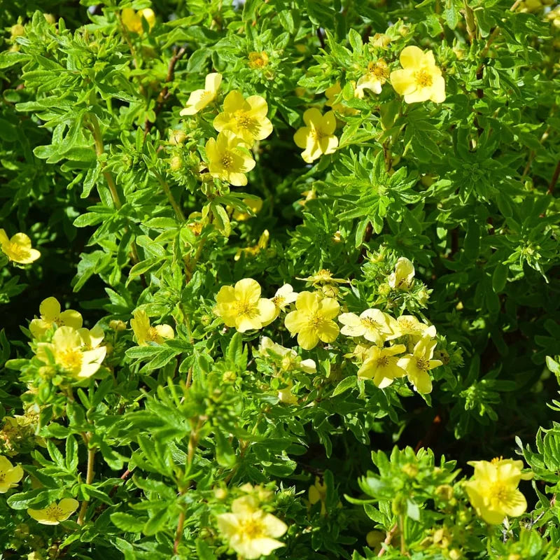 Yellow Potentilla Plant - 2.5 Inch Potted Plant - Flowering Shrub