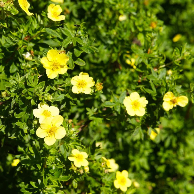 Yellow Potentilla Plant - 2.5 Inch Potted Plant - Flowering Shrub