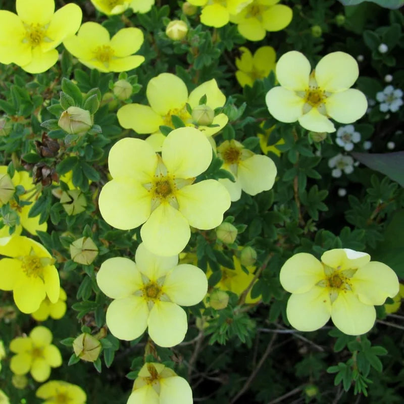 Yellow Potentilla Plant - 2.5 Inch Potted Plant - Flowering Shrub