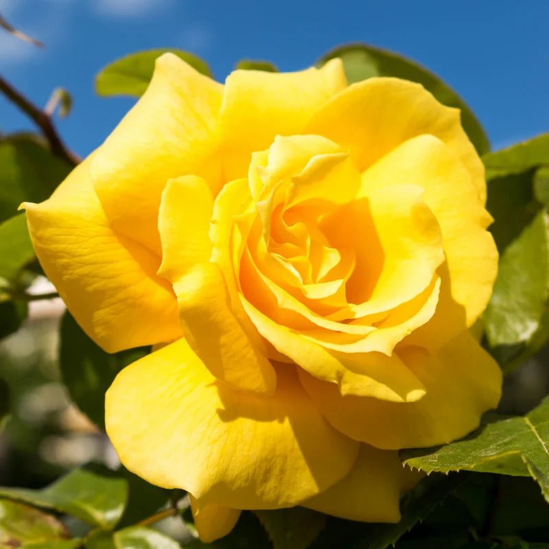 Yellow Rose Plant Live Miniature Rose Bush 2.5 Inch Pot