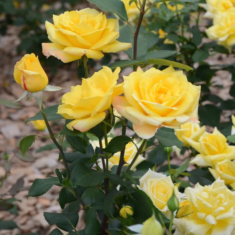 Yellow Rose Plant Live Miniature Rose Bush 2.5 Inch Pot