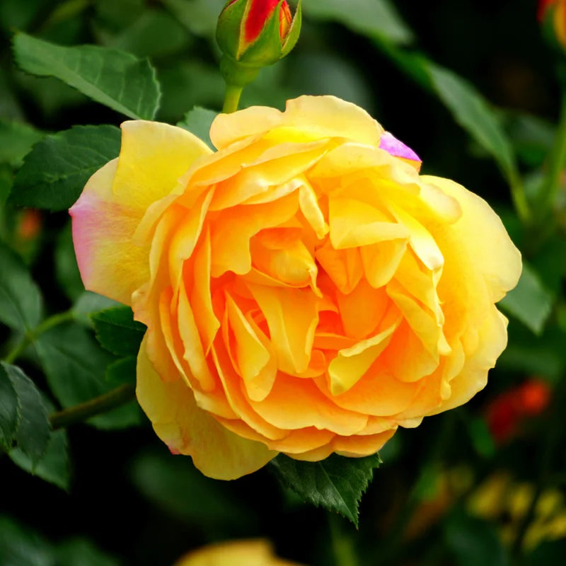 Yellow Rose Plant Live Miniature Rose Bush 2.5 Inch Pot