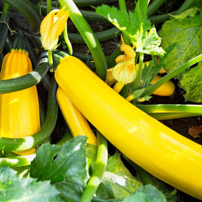 Yellow Squash Plant - 4 Inch Pot - Vegetable Garden Ready
