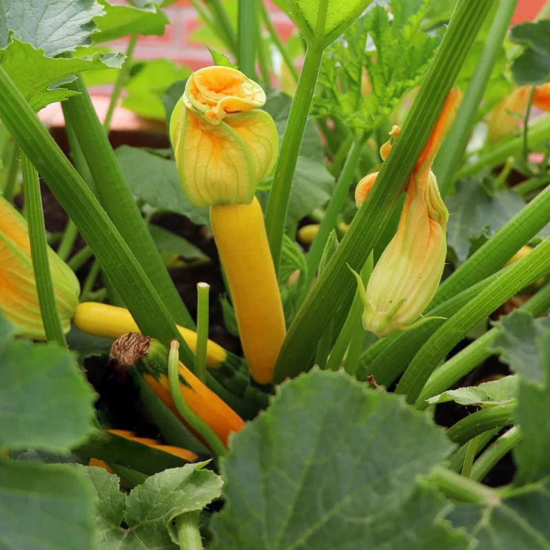 Yellow Squash Plant - 4 Inch Pot - Vegetable Garden Ready
