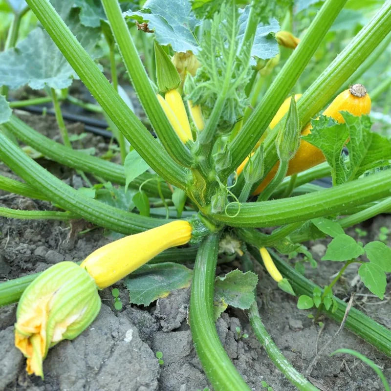 Yellow Squash Plant - 4 Inch Pot - Vegetable Garden Ready