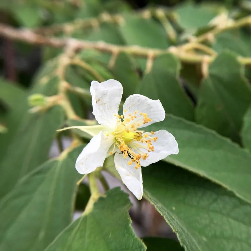 Yellow Strawberry Tree - 2 to 3 Feet Plant in Pot - Unique Fruit Tree