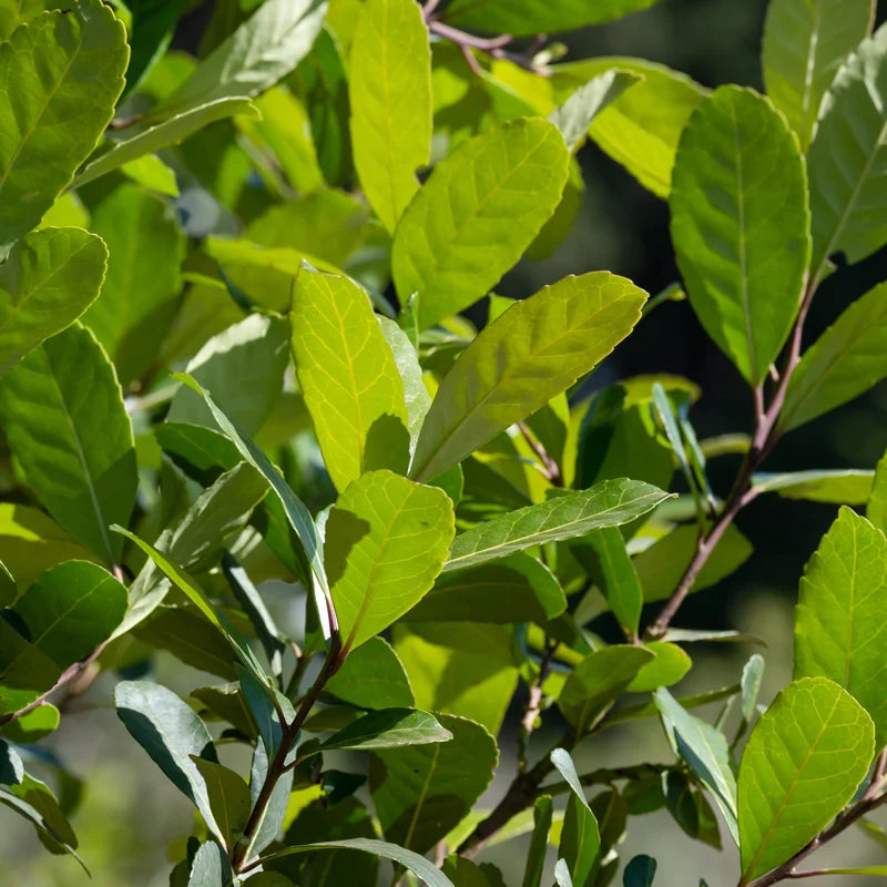 Yerba Mate Plant - 4-6 Inch Herb Plant - Outdoor Garden - No Pot