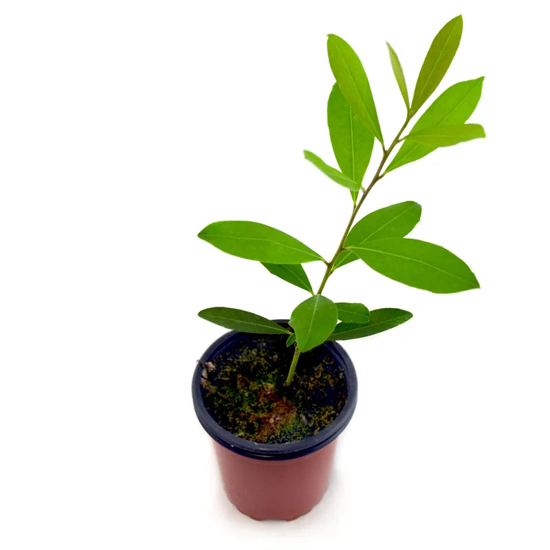 Yerba Mate Plant - 4-6 Inch Herb Plant - Outdoor Garden - No Pot