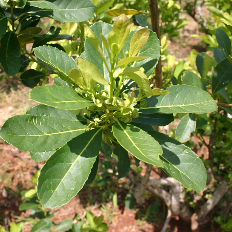 Yerba Mate Plant - 4-6 Inch Herb Plant - Outdoor Garden - No Pot