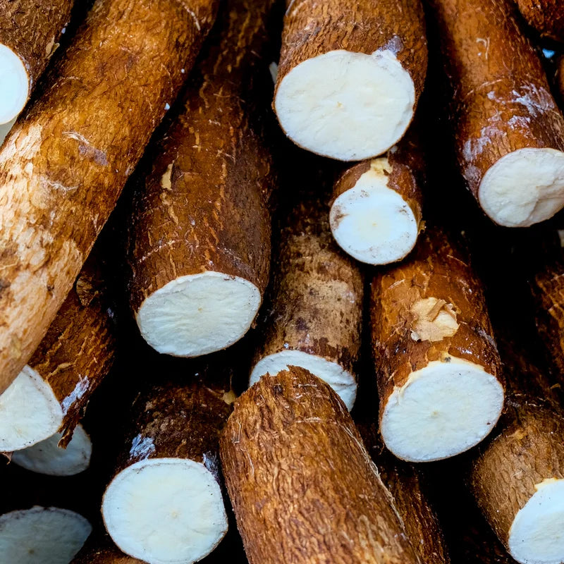 Yuca Cassava Plants Live Cuttings - 10 Sweet Manihot Root Pieces, Easy to Grow