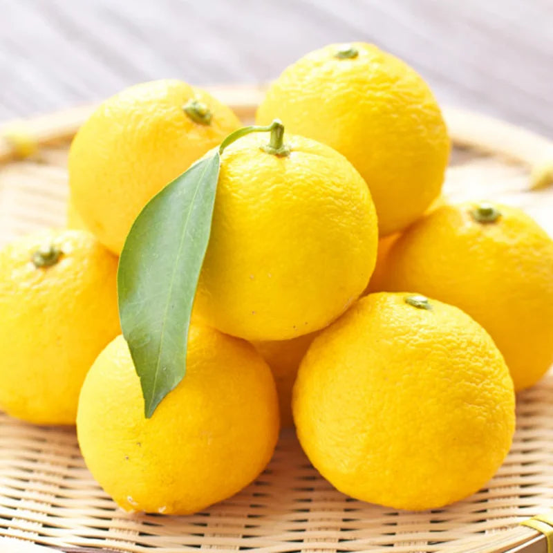 Yuzu Tree for Planting Live Plant 2-3 Ft Height Citrus No Shipping to CA