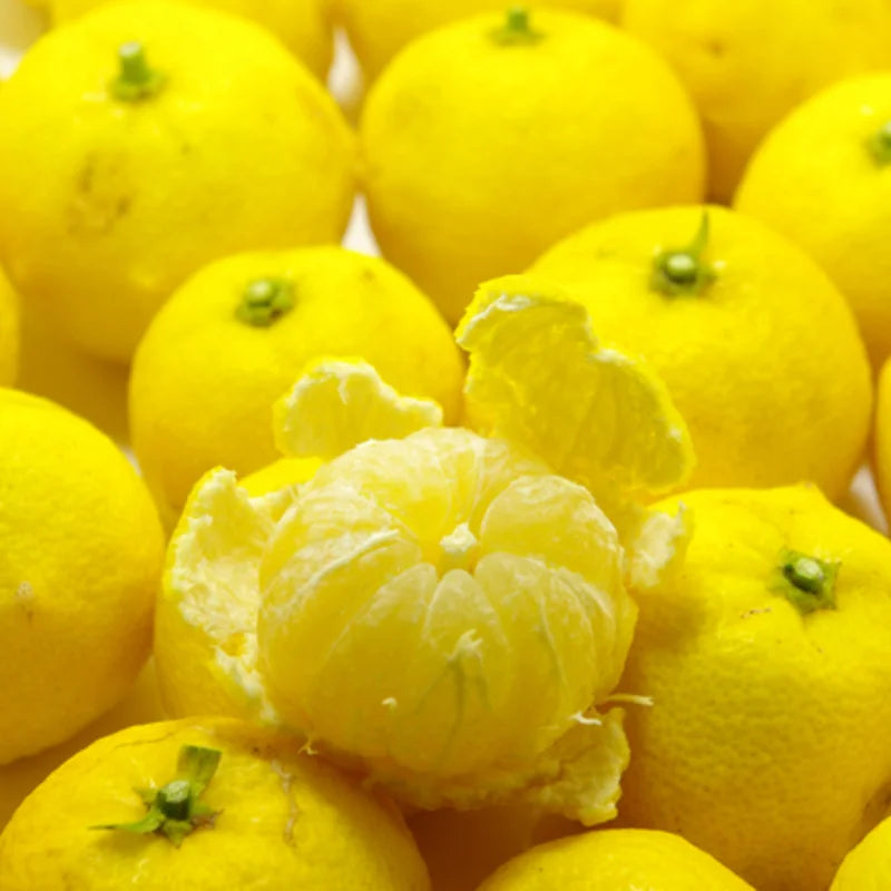 Yuzu Tree for Planting Live Plant 2-3 Ft Height Citrus No Shipping to CA