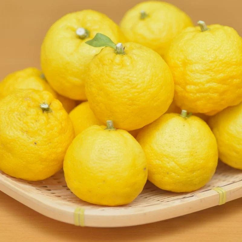 Yuzu Tree for Planting Live Plant 2-3 Ft Height Citrus No Shipping to CA