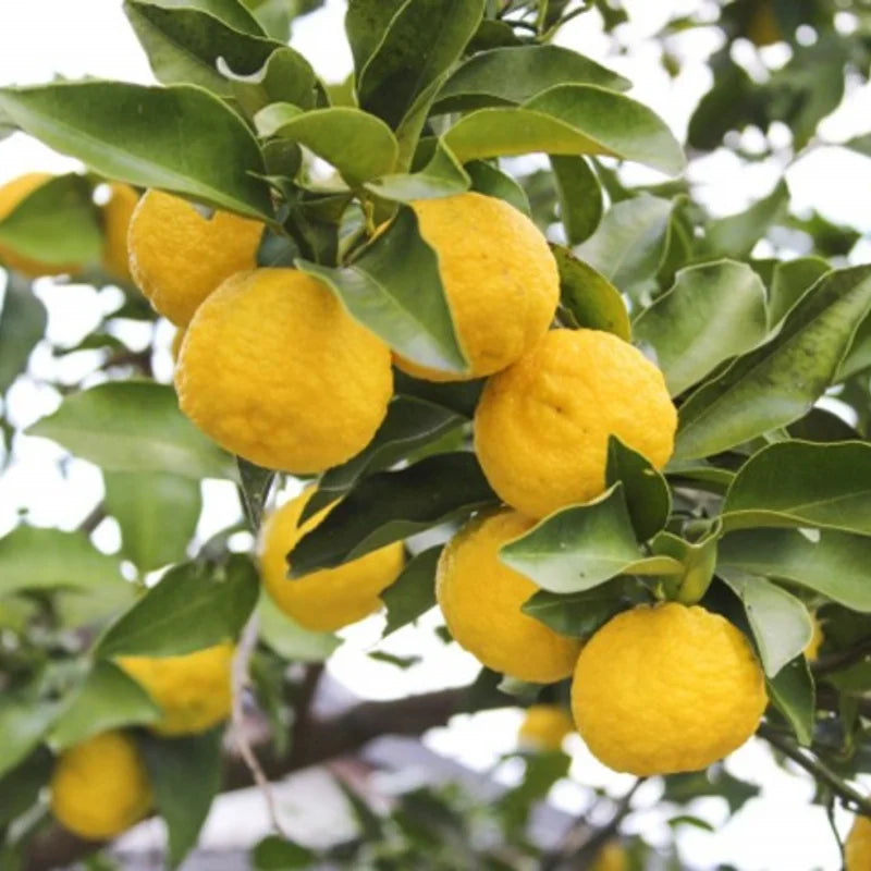 Yuzu Trees Live Plants Citrus Plant 2-3 Feet Tall 1 Gallon Pot No Shipping to CA