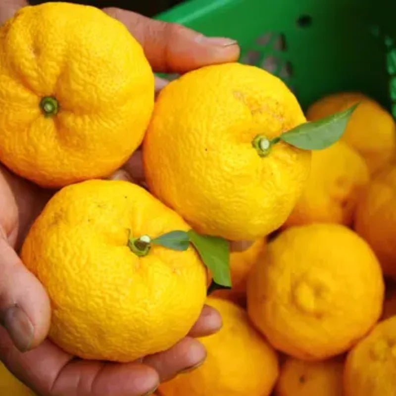 Yuzu Trees Live Plants Citrus Plant 2-3 Feet Tall 1 Gallon Pot No Shipping to CA