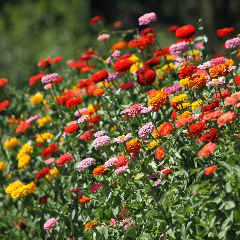 Zinnia Live Plants for Planting - Flower Plant Tree in 4 Inch Pot