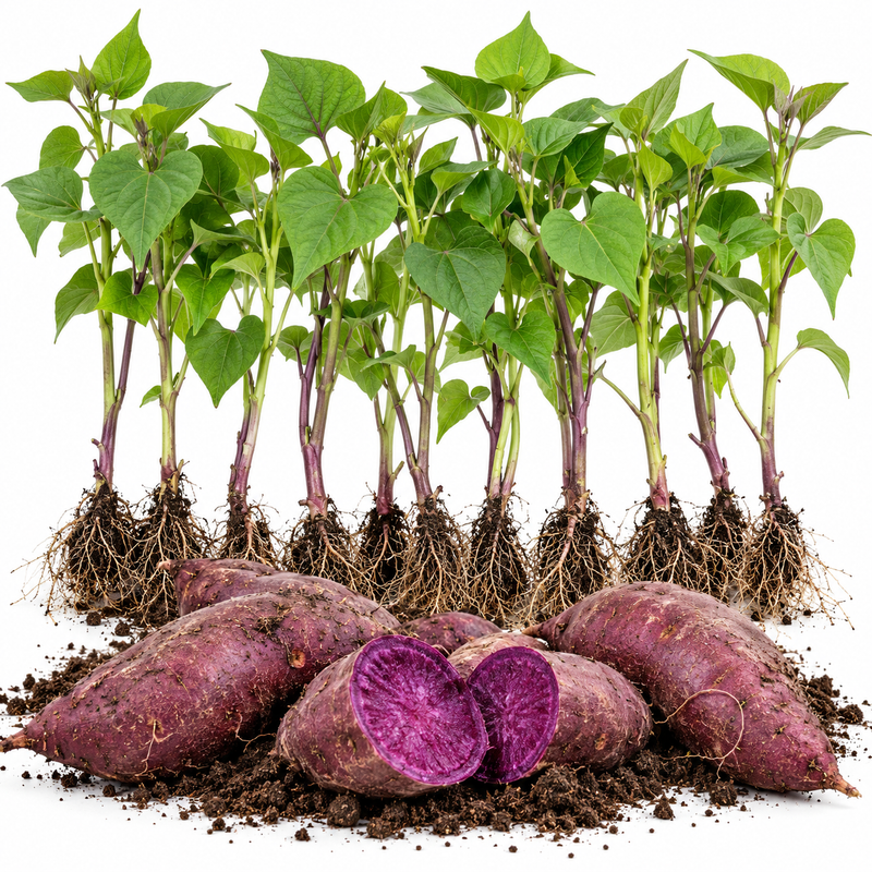Okinawa Purple Sweet Potato Slips, Set of 10 Live Plant Cuttings