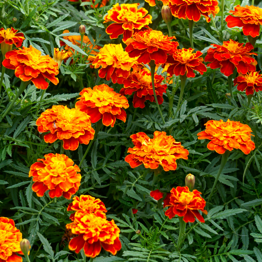 2 Marigold Flower Plants - 4 Inch Pot - Yellow and Red Live Plants