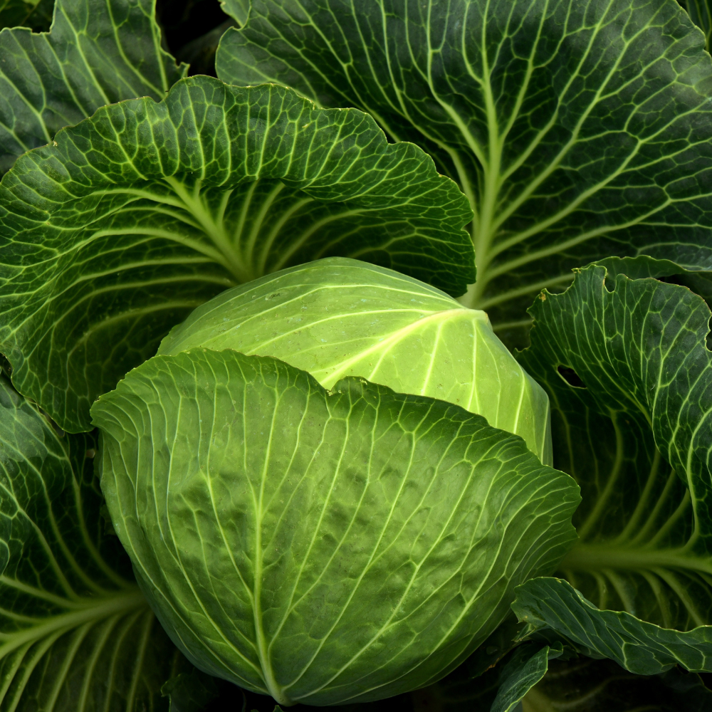 Cabbage Plants Pack of 3 - Vegetable Plant for Outdoor Garden