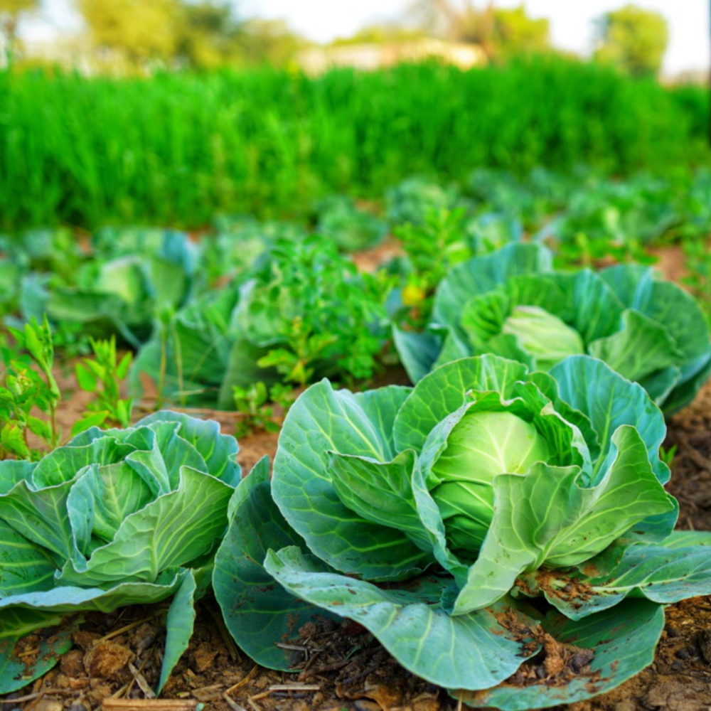 Cabbage Plant 2-Pack Live Plants 4-6 Inches Outdoor Garden