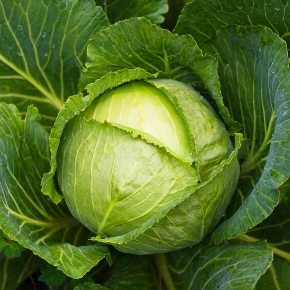 Cabbage Plant 2-Pack Live Plants 4-6 Inches Outdoor Garden