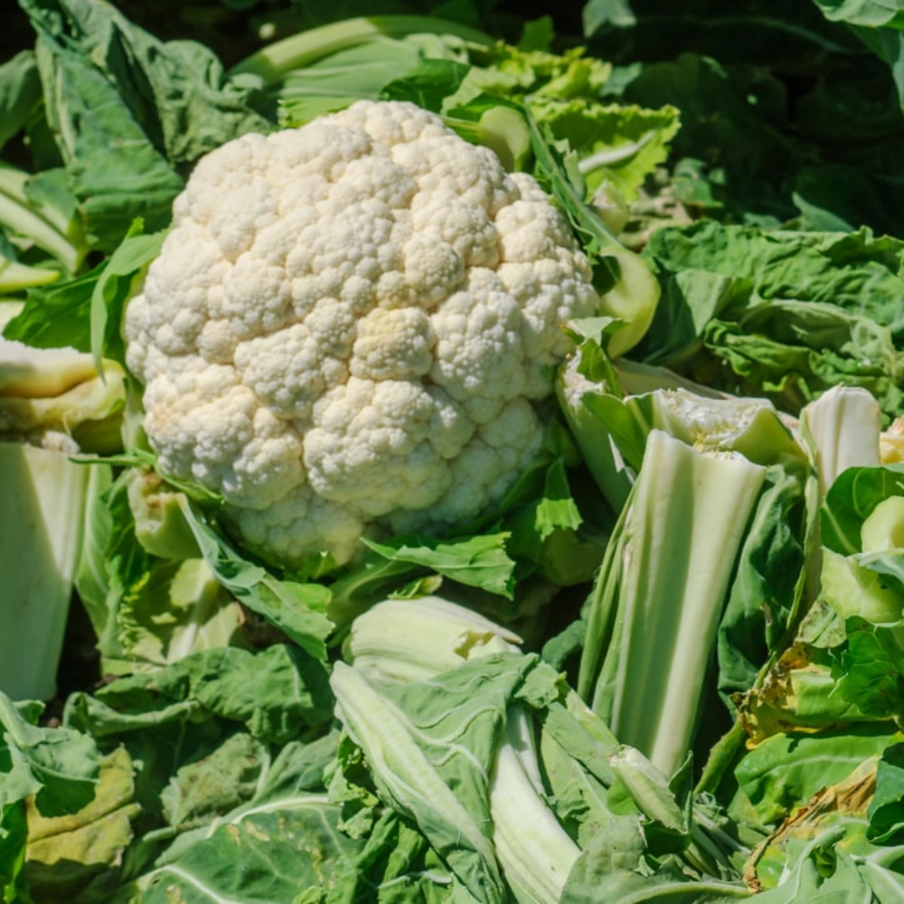 Cauliflower Plants Live Starter Plants 4-6 Inch Vegetable Plants