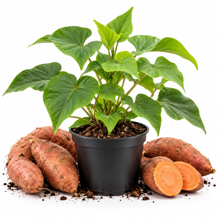 Sweet Potato Plant Live, Ipomoea Batatas Starter 4-6 Inch in 4 Inch Pot