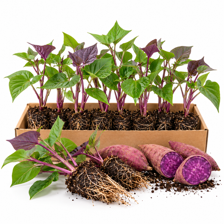 10 Okinawa Sweet Potato Slips, Purple Flesh Variety for Planting