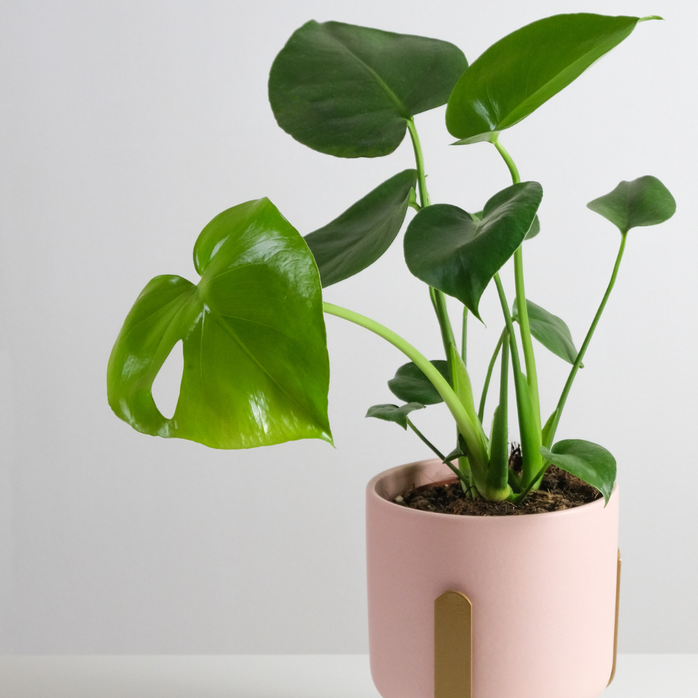 Monstera Deliciosa Plant Live Indoor Houseplant 4-8 Inch No Pot