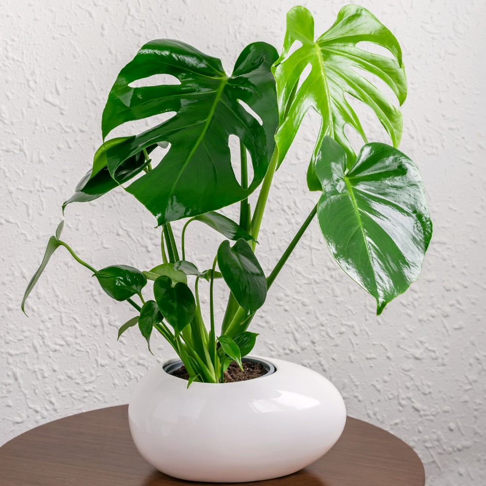 Monstera Deliciosa Plant Live Indoor Houseplant 4-8 Inch No Pot