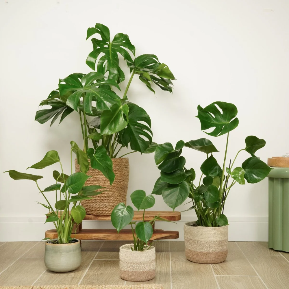 2 Monstera Deliciosa Live Plants - Split Leaf Philodendron, 4-7 Inches, Indoor Houseplant