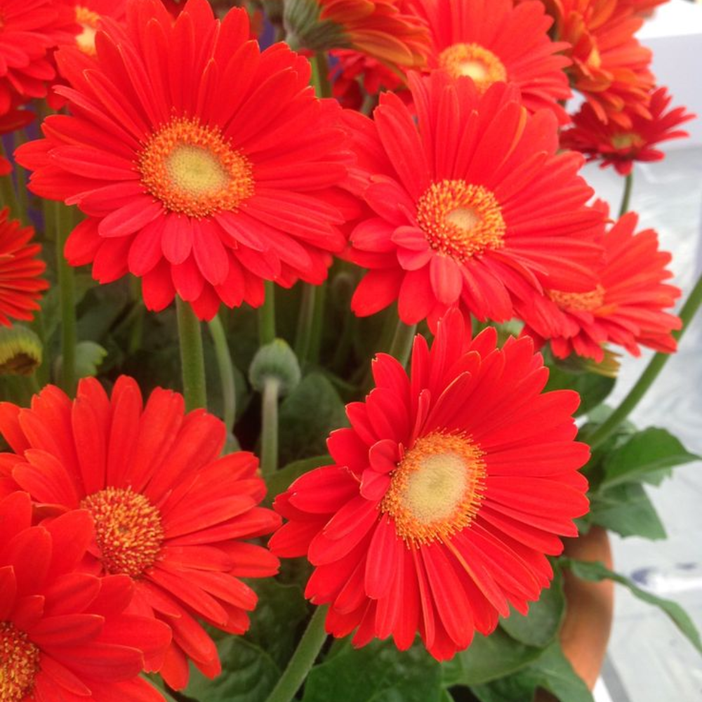2 Orange Gerbera Daisy Plants - Live Flowering Daisies 4-6 Inch - Garden Ready
