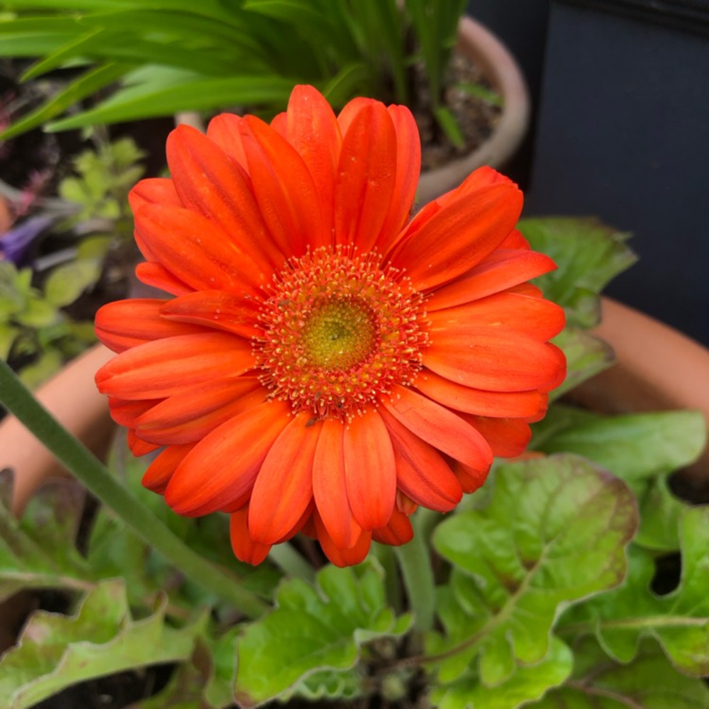 2 Orange Gerbera Daisy Plants - Live Flowering Daisies 4-6 Inch - Garden Ready
