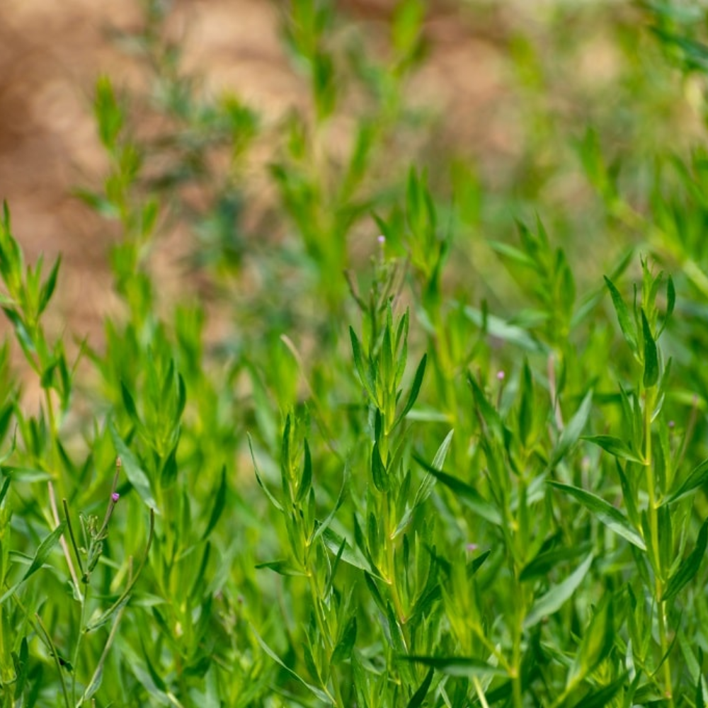 French Tarragon Plant Live Herb Plug 3-5 Inches Outdoor Planting